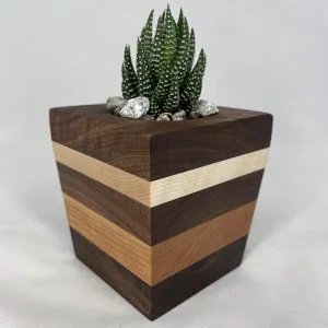 Succulent Planter - Spikey Plant with Walnut, Cherry & Maple