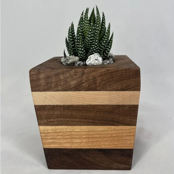 Succulent Planter - Spikey Plant with Walnut, Cherry & Maple - Image 2